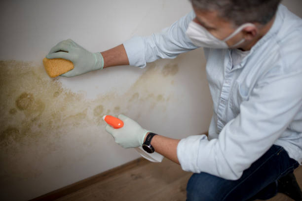 Mold Inspection, Removal & Remediation